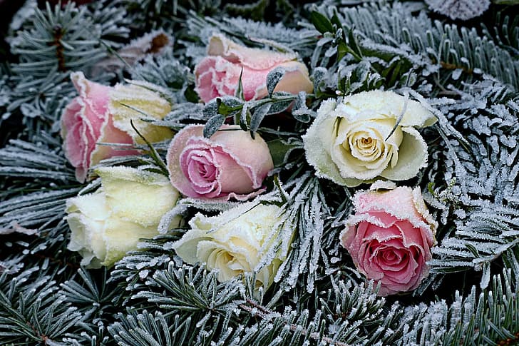 frost, flowers, roses, needles, HD wallpaper