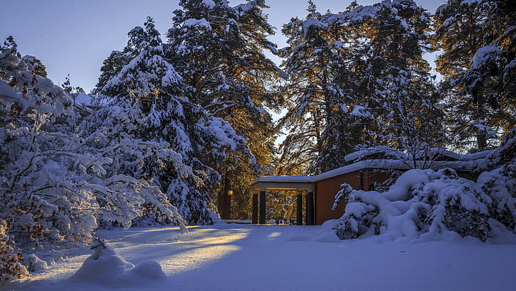 雪、冬、自然、木、スウェーデン、ヨーロッパ、雪、松の家族、モミ、針葉樹、朝、トウヒ、森、家、 HDデスクトップの壁紙