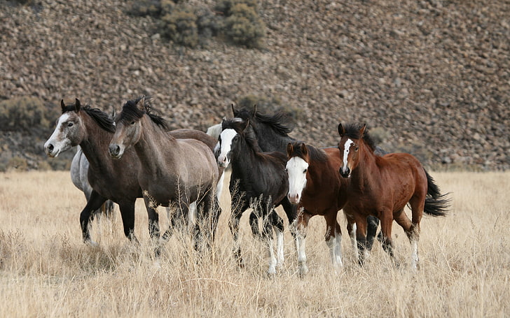 En flock vilda hästar i naturen Skrivbordsbakgrunder Gratis nedladdning, HD tapet