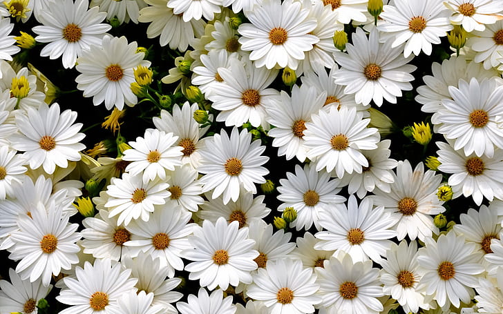 Flowers, Daisy, HD wallpaper