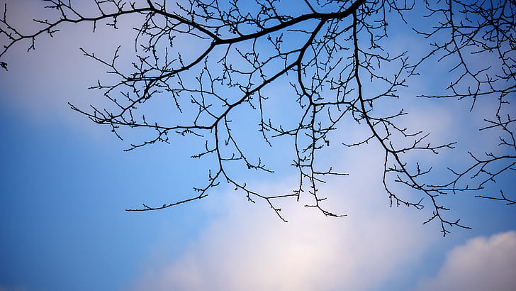 sky, branch, tree, cloud, branches, HD wallpaper