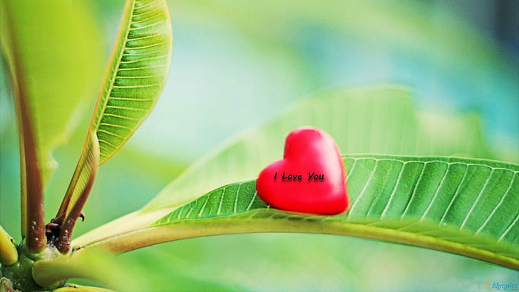 I L?ve My Heart, intimacy, fall, nature, always, green, together, heart, love, forever, small, infinity, simple, 3d and, HD wallpaper
