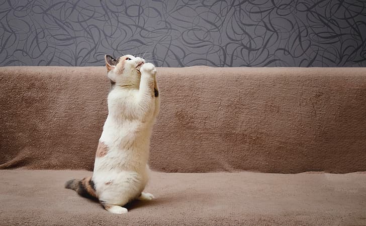 blue, focus, Kitty, plays, kitten, the time, British, bicolor, cattery, Embery, HD wallpaper