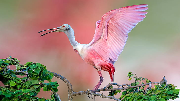 Roseate Spoonbill Beautiful Pink Bird On Tree Jefferson Island Animals Birds Wallpapers Hd For Desktop 2560 × 1440, Fond d'écran HD