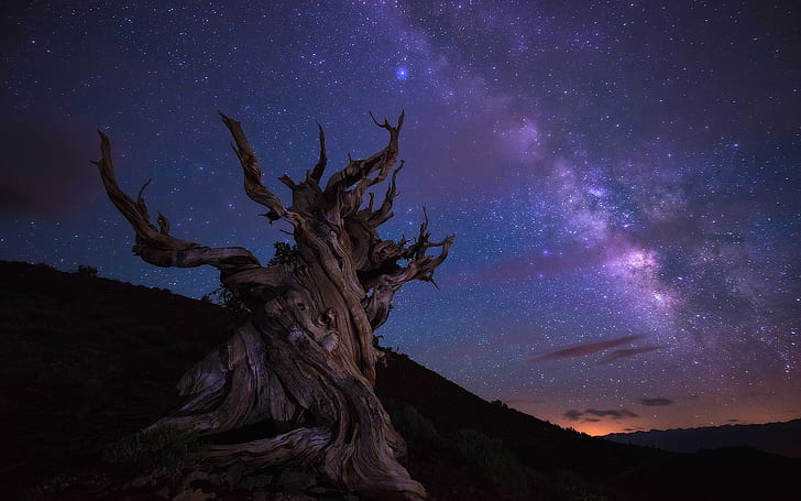 pemandangan, pohon, bintang, pohon mati, malam, bukit, tenang, Wallpaper HD