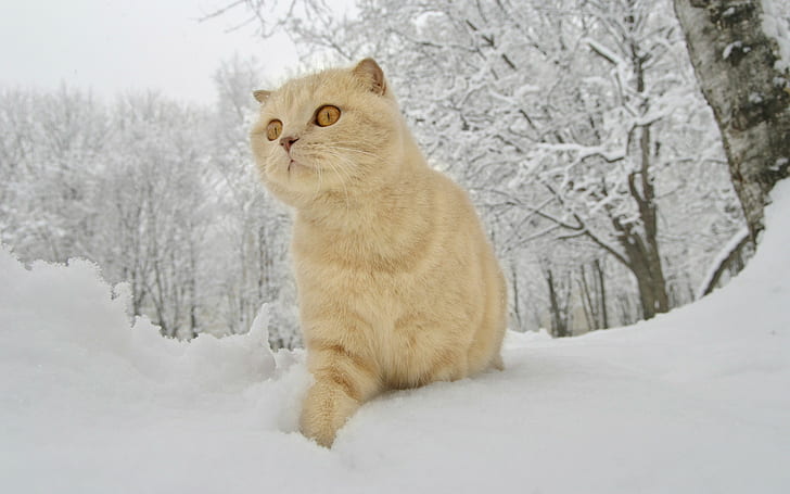 Red cat, winter, snow, orange cat, snow, winter, red cat, HD wallpaper