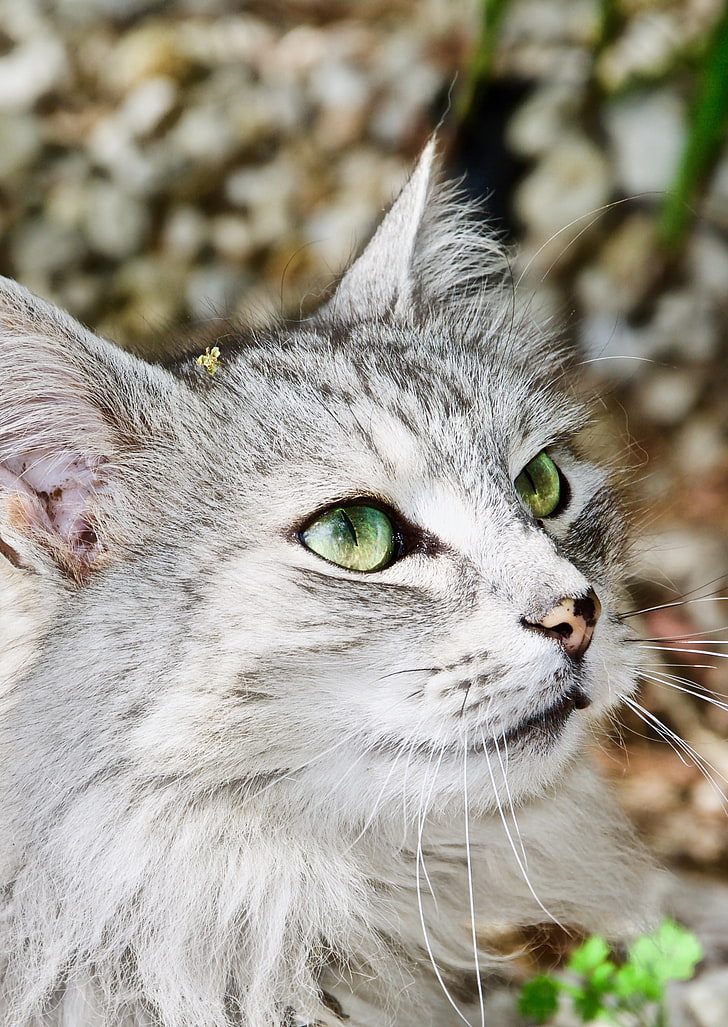 kedi, hayvanlar, yeşil gözlü, kedi gözleri, HD masaüstü duvar kağıdı, telefon duvar kağıdı