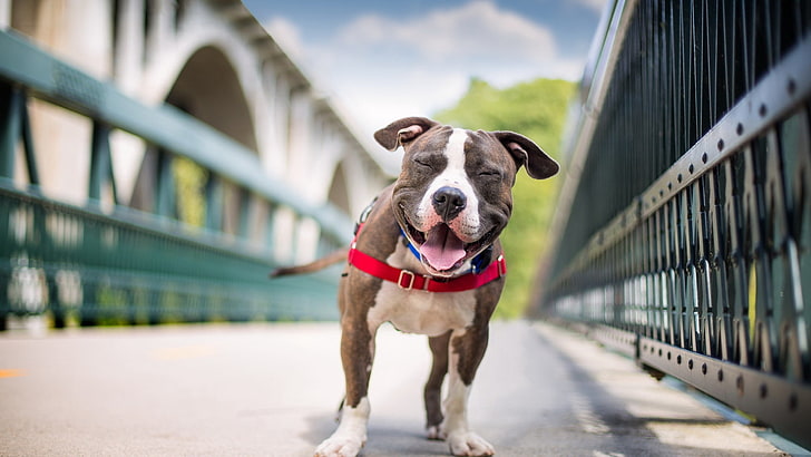brindle amerikanischer Pitt Stier, Hund, Lächeln, amerikanischer Staffordshire-Terrier, HD-Hintergrundbild