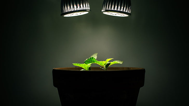 plants, HD wallpaper