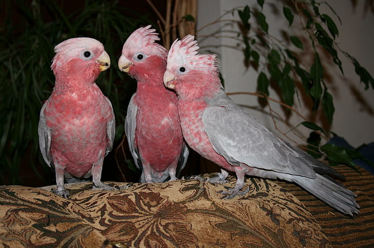 Pink Grey Cockatoos, pink and grey, cocatoo, birds, babies, animals, HD wallpaper