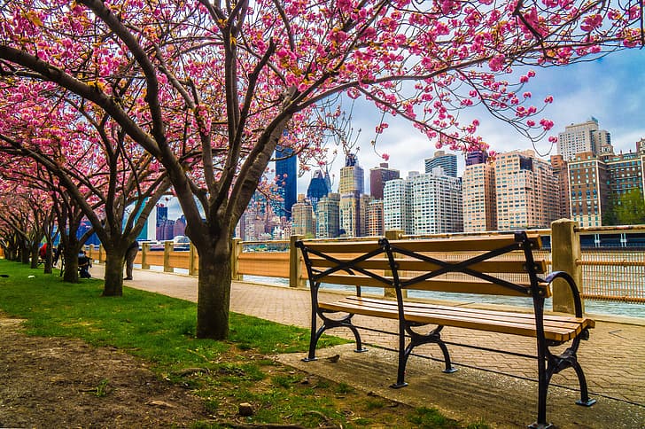 trees, the city, building, home, spring, New York, USA, benches, flowering, promenade, skyscrapers, cherry, HD wallpaper