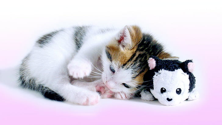 Cat, kitty, toy, brown black and white short fur cat, kitten, kitty, toy, cat, HD wallpaper