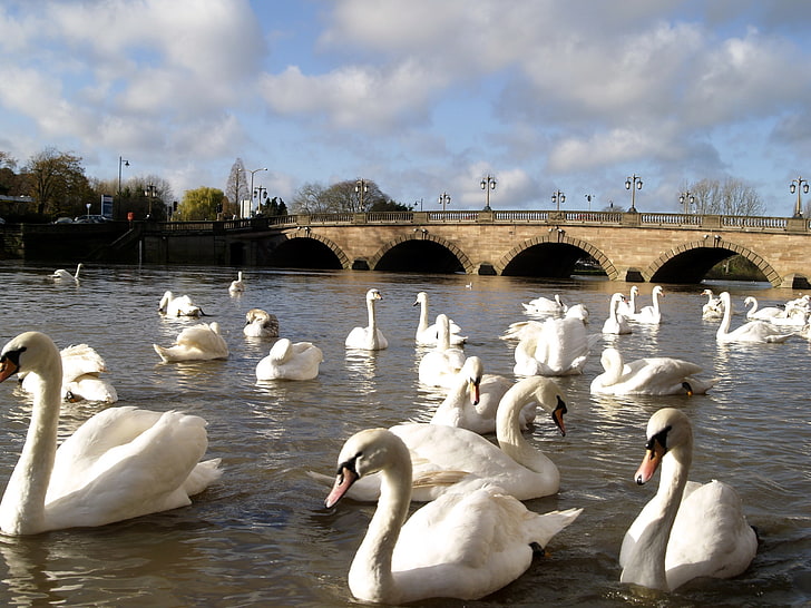 белый лебедь на водной фотографии, лебеди, река, мост, много, HD обои