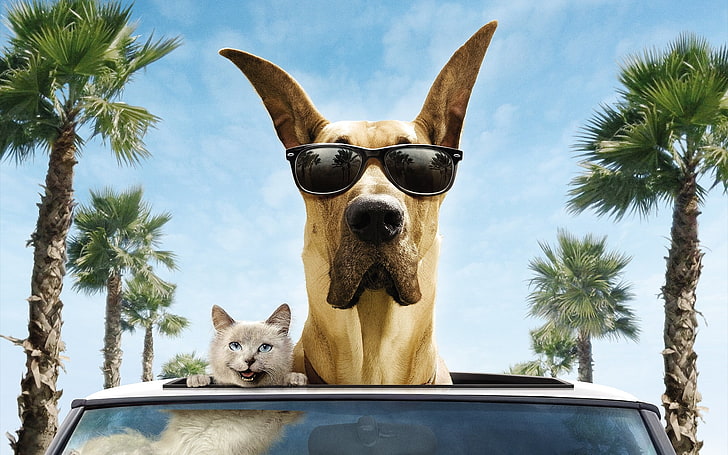 cão bronzeado de pelagem curta e óculos de sol pretos wayfarer, cão, gato, óculos de sol, filmes, HD papel de parede