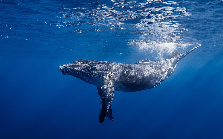 Baleia azul, ilustração baleia azul, animais, baleia, animal, água, oceano, HD papel de parede