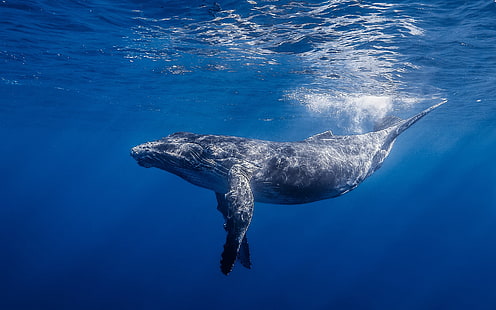 Paus Biru, ilustrasi paus biru, Hewan, Paus, hewan, air, lautan, Wallpaper HD HD wallpaper