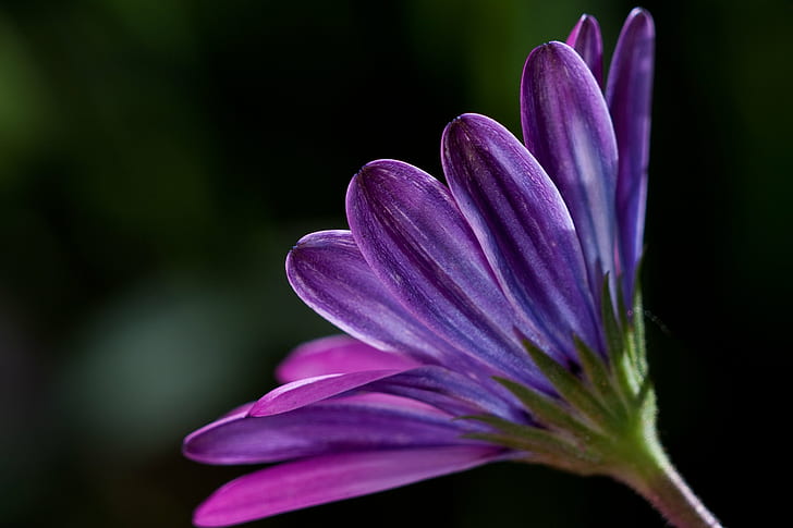 selective focus photography of purple Osteospermum flower, plant, plant, Background, Plant, Try, Elements, selective focus, photography, purple, Osteospermum, flower, nature, petal, flower Head, close-up, beauty In Nature, HD wallpaper