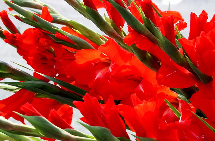 red gladiolus flowers, gladioli, red, flowers, bouquet, close-up, HD wallpaper