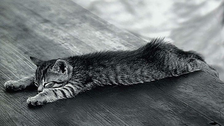Stretched Out, laying, stretched, cute, black and white, animals, HD wallpaper