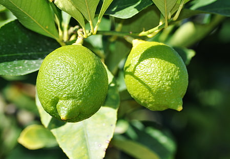 зелен лимон, лайм, плодове, цитрусови плодове, клони, HD тапет HD wallpaper