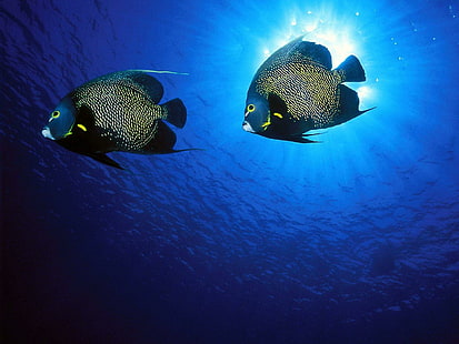 Животни Риби Подводен океан Море Sealife Цвят на лицето Слънчева светлина Brught Tropical Swim За Android, риби, android, животни, брут, цвят, лице, океан, морски живот, слънчева светлина, плуване, тропически, под вода, HD тапет HD wallpaper