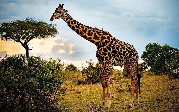 Giraffe Often Feeds On Pasture High Shrublands Trees With Green Leaves Desktop Wallpaper Backgrounds Hd 3840×2400, HD wallpaper