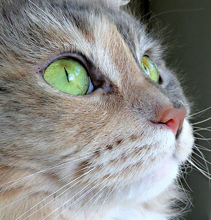 foto closeup kucing cokelat Tabby, Ms, foto closeup, foto, kucing Tabby coklat, kucing kucing, wajah kucing, mata hijau, Kucing domestik, hewan, hewan peliharaan, lucu, mencari, bulu, mata hewan, Wallpaper HD, wallpaper seluler