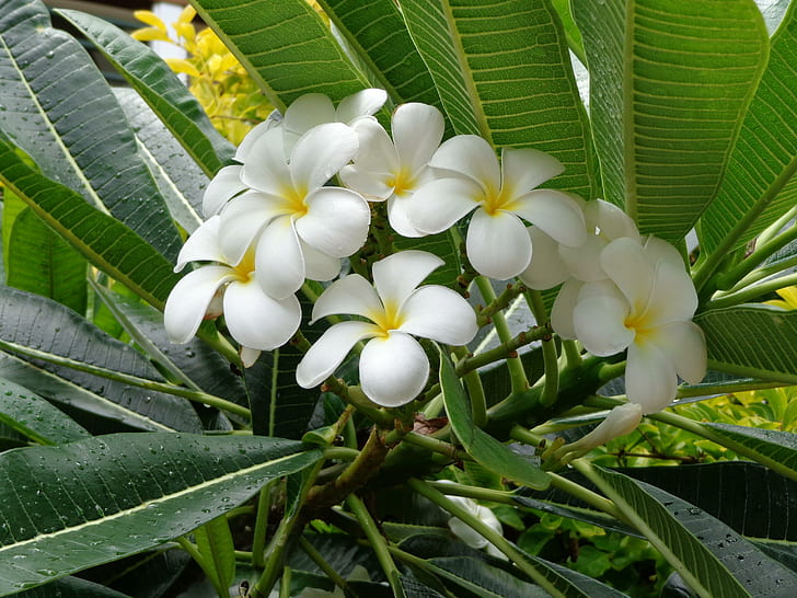 Plumeria Kwiaty, kwiaty, plumeria, białe, liście, Tapety HD