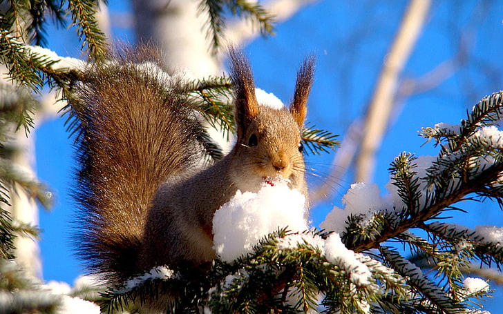 brown squirrel, squirrel, branches, snow, pine, animal, HD wallpaper