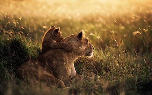 สิงโตและลูกสิงโตสีน้ำตาลอะนิเมะสิงโตสัตว์สะวันนาสัตว์เลี้ยงลูกด้วยนม, วอลล์เปเปอร์ HD HD wallpaper