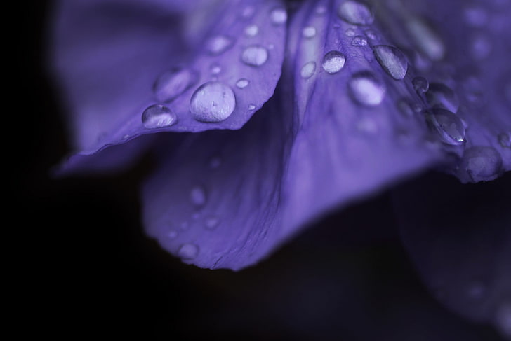 purple and white floral textile, purple, flowers, water drops, HD wallpaper
