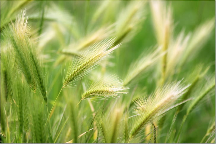зелено пшенично поле плитък фокус фотография, проста, природа, изследване, зелена пшеница, пшенично поле, плитък фокус, фотография, натура, зелено, земеделие, пшеница, лято, растеж, растение, поле, зърнени култури растение, селски сцена, ферма, култура, отблизо, жълто, на открито, храна, трева, HD тапет