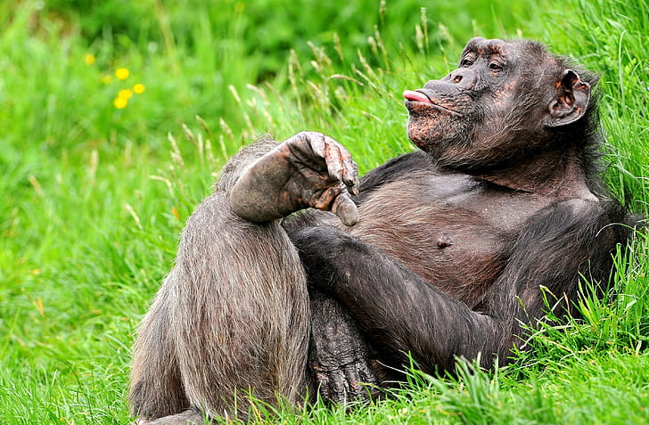 language, grass, pose, stay, monkey, funny, chimpanzees, the primacy of, HD wallpaper