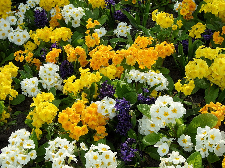 orange, white, and yellow primrose flowers, primrose, hyacinth, flowers, flowerbed, green, HD wallpaper