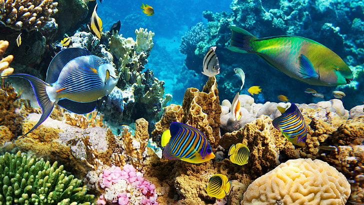 coral reef, HD wallpaper