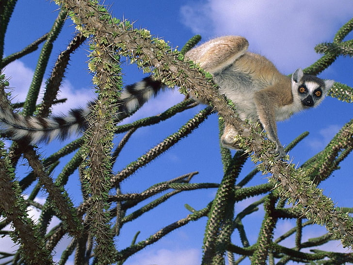 brown raccoon, lemur, trees, climbing, cute, striped, HD wallpaper