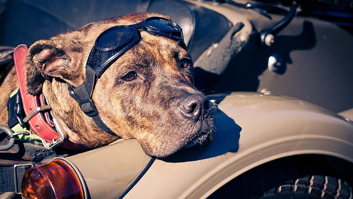 dog, snout, dog breed, american staffordshire terrier, car, vehicle, amstaff, HD wallpaper