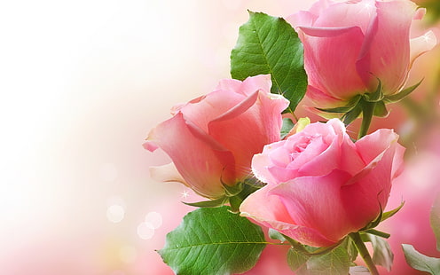 ボケピンクのバラの緑の葉、3つのピンクのバラの花、自然、花、花、ピンク、緑、葉、バラ、 HDデスクトップの壁紙 HD wallpaper