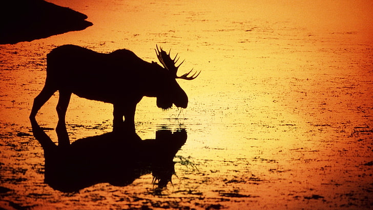 deer, moose, rivers, silhouettes, sunset, water, wyoming, HD wallpaper