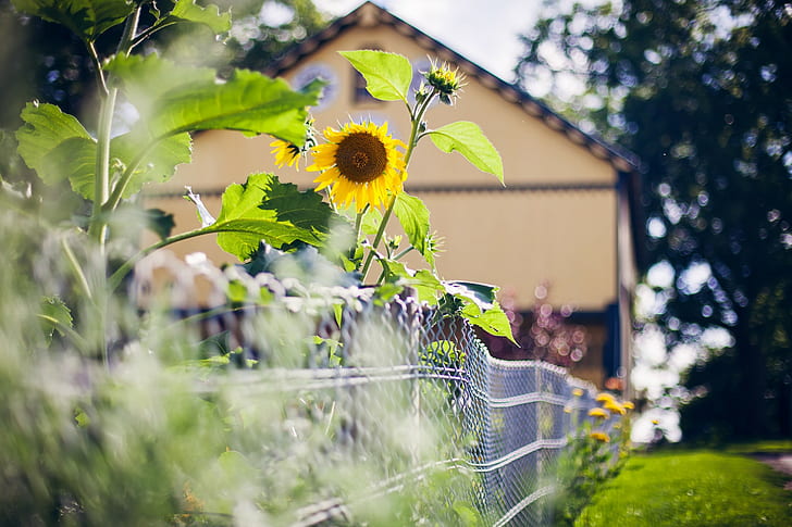 Sunflower, fence, summer, yellow sunflower, house, summer, fence, sunflower, HD wallpaper