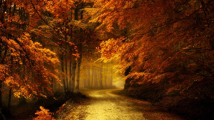 camino forestal, camino, naturaleza, otoño, hojas rojas, bosque, colores otoñales, caducifolio, carretera, árbol, Fondo de pantalla HD