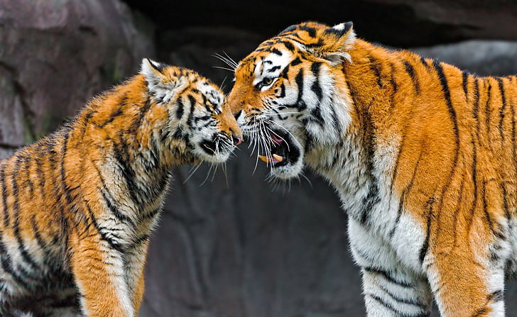 Mother and Son, tigress and tiger, Animals, Wild, Photography, Mother, Tiger, wild animals, tiger cub, HD wallpaper