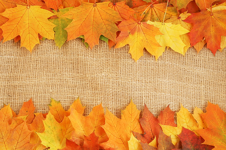 yellow maple leaves, autumn, leaves, bright colors, veins, HD wallpaper