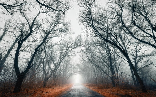 сиво голо дърво, път на превозно средство, природа, пейзаж, път, дървета, мъгла, падане, листа, HD тапет HD wallpaper