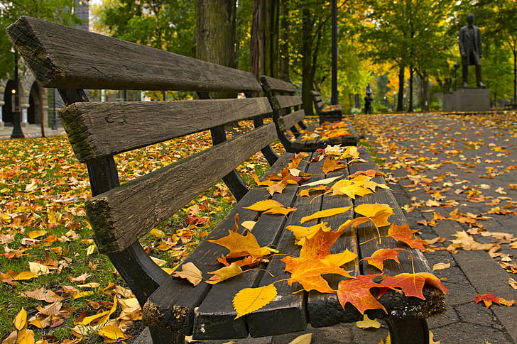 Bench in the woods, black steel framed wooden bench, bench, fall, autumn, diverse, HD wallpaper
