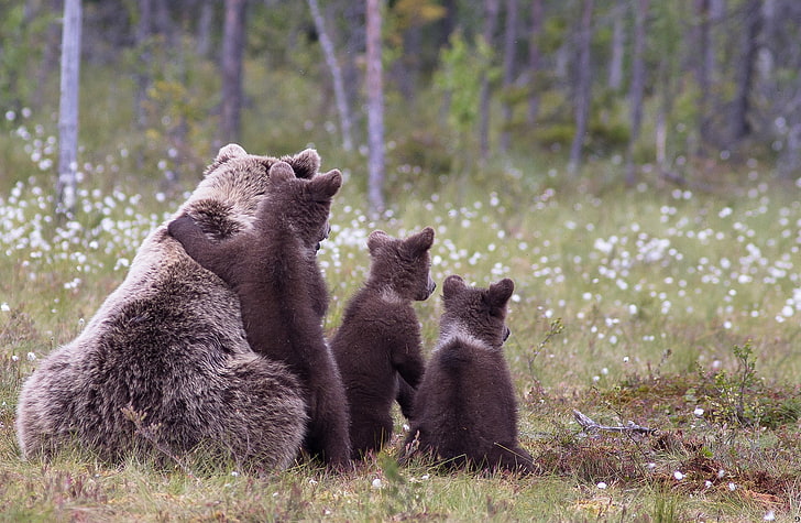 brown bear and three cubs, bears, cubs, grass, family, HD wallpaper
