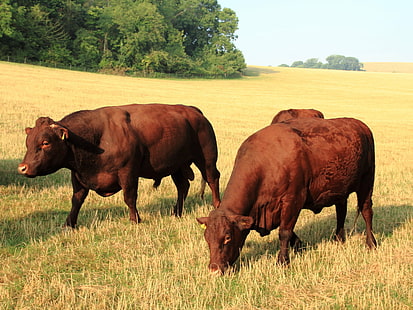 trzy brązowe krowy na trawie, krowa, byk, krowa, brązowy, trawa, farma polowa, zwierzęta gospodarskie, bydło Sussex, krowy, cielę, puch, bydło, rolnictwo, zwierzę, przyroda, gospodarstwo rolne, scena wiejska, łąka, wypas, pastwisko , żywy inwentarz, pole, wołowina, ssak, na dworze, Tapety HD HD wallpaper