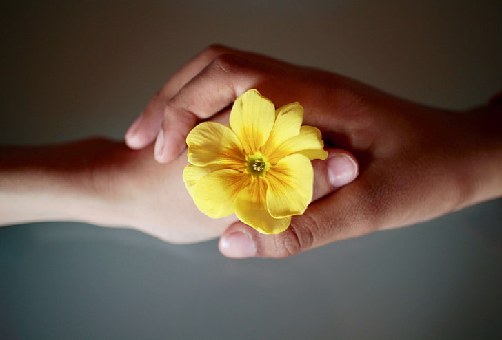 affection, bonds, brotherhood, colors, confidence, cowslip, flowers, dom, hands, joy, life, love, opening, respect, union, yellow, HD wallpaper