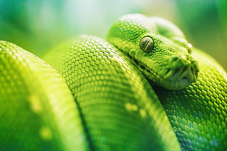 fotografia zbliżenia zielonej żmii, Snake Eyes, fotografia zbliżenia, zielona żmija, Green Tree Python, Missouri, Mo, Saint Louis Zoo, St. Louis, USA, Stany Zjednoczone Ameryki, gad, natura, zielony kolor, zwierzę, wąż, tła, Tapety HD HD wallpaper