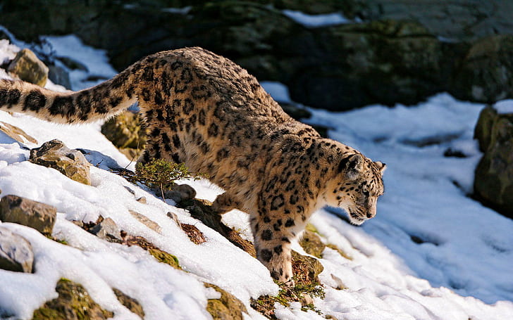 Snow leopard going down the cliff, brown and black cheetah, animals, 1920x1200, cliff, leopard, snow leopard, HD wallpaper